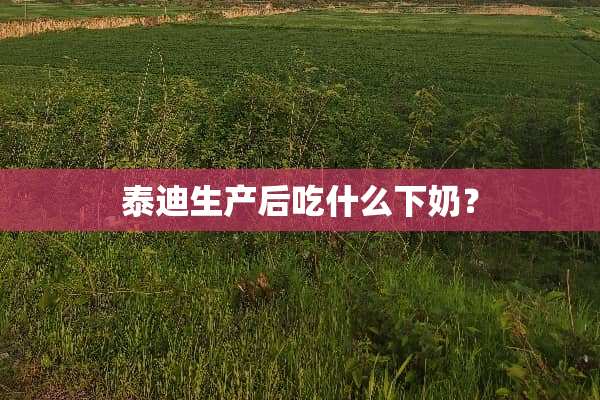 泰迪生产后吃什么下奶？