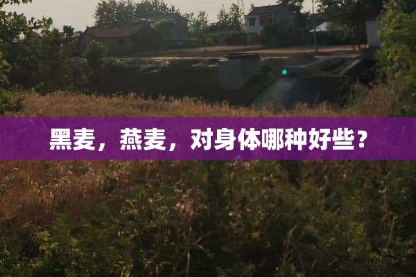 黑麦，燕麦，对身体哪种好些？