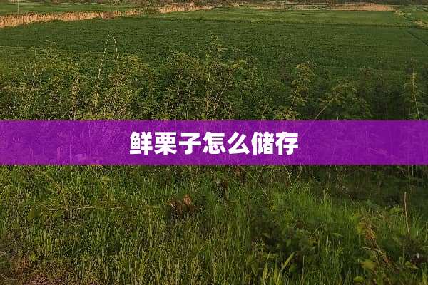 鲜栗子怎么储存