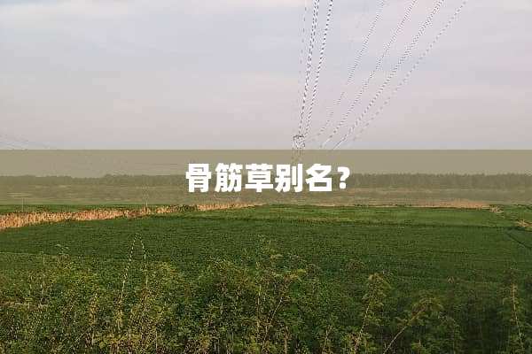 骨筋草别名？