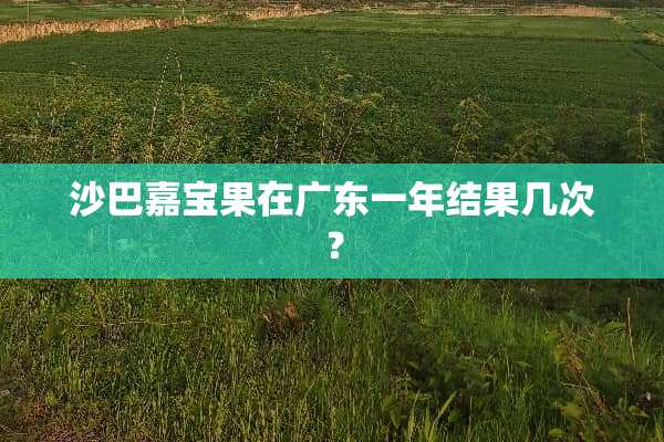 沙巴嘉宝果在广东一年结果几次？