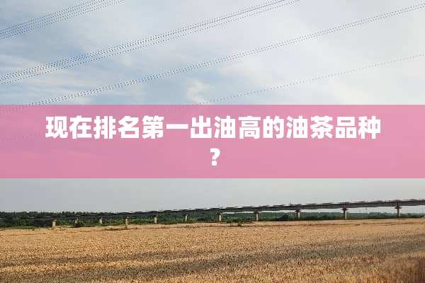 现在排名第一出油高的油茶品种？