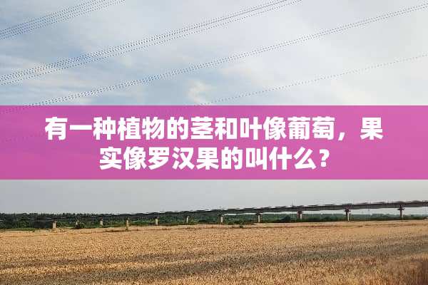 有一种植物的茎和叶像葡萄，果实像罗汉果的叫什么？