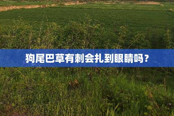 狗尾巴草有刺会扎到眼睛吗？