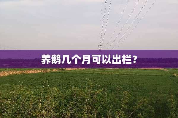 养鹅几个月可以出栏？
