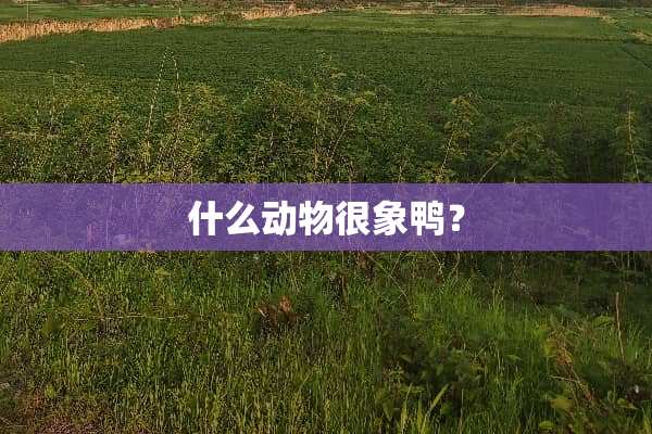 什么动物很象鸭？