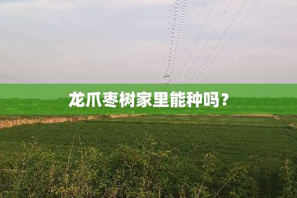 龙爪枣树家里能种吗？