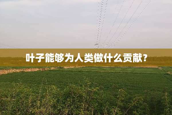 叶子能够为人类做什么贡献？