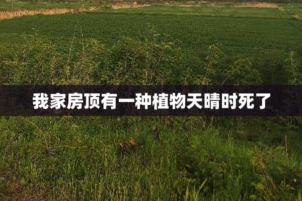 我家房顶有一种植物天晴时死了