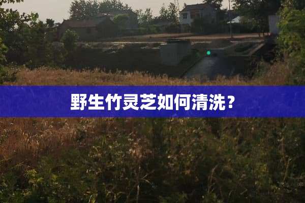 野生竹灵芝如何清洗？