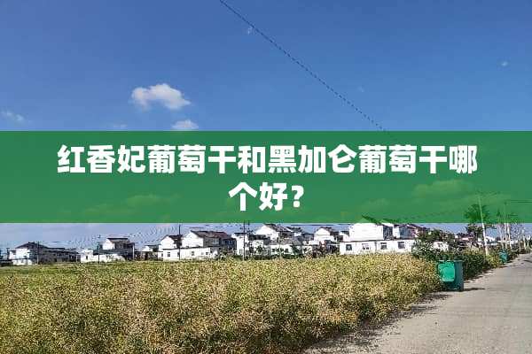 红香妃葡萄干和黑加仑葡萄干哪个好？