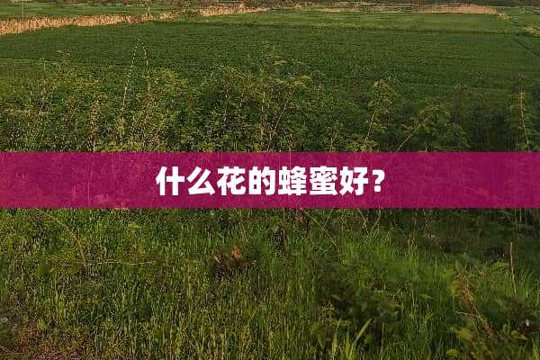 什么花的蜂蜜好？