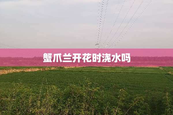 蟹爪兰开花时浇水吗