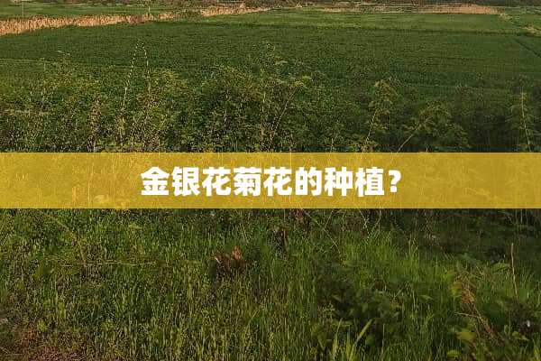 金银花菊花的种植？