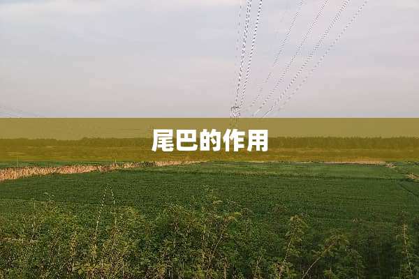 尾巴的作用