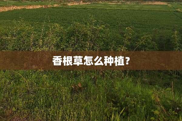 香根草怎么种植？