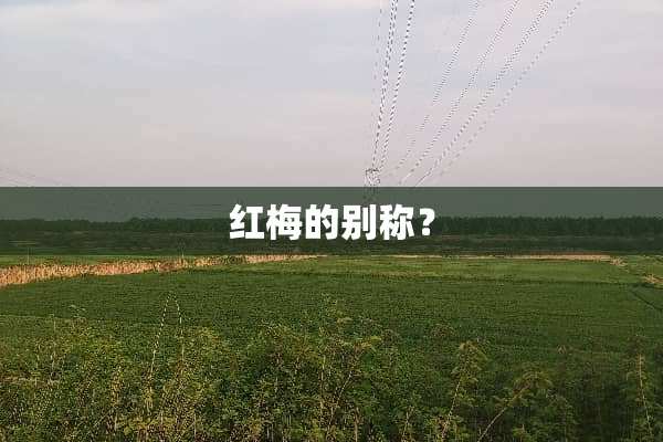 红梅的别称？