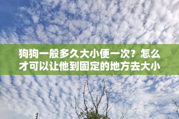 狗狗一般多久大小便一次？怎么才可以让他到固定的地方去大小便？