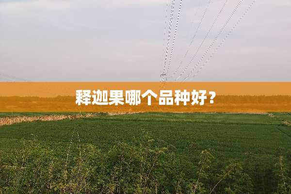 释迦果哪个品种好？