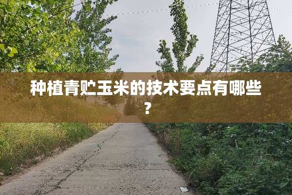 种植青贮玉米的技术要点有哪些？