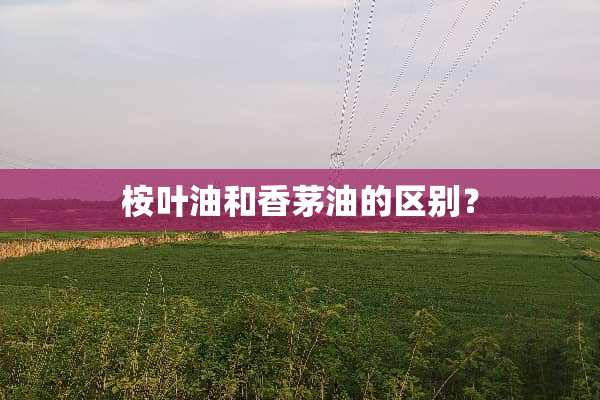 桉叶油和香茅油的区别？
