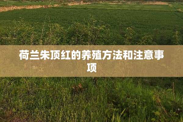 荷兰朱顶红的养殖方法和注意事项