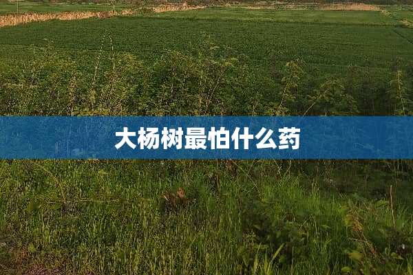 大杨树最怕什么药