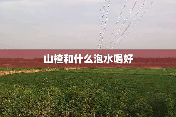 山楂和什么泡水喝好
