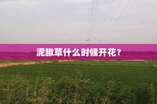 泥鳅草什么时候开花？