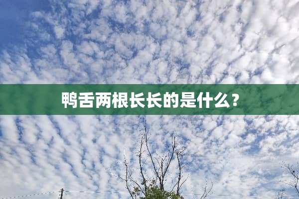 鸭舌两根长长的是什么？