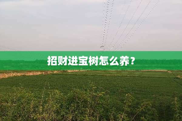 招财进宝树怎么养？