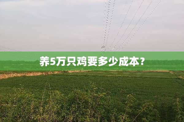 养5万只鸡要多少成本？