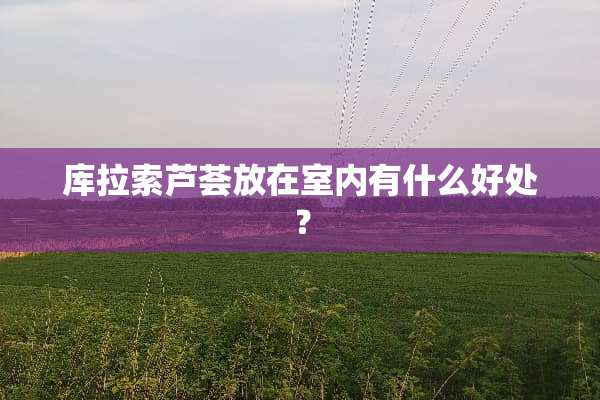 库拉索芦荟放在室内有什么好处？