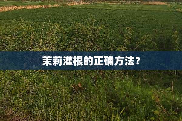 茉莉灌根的正确方法？