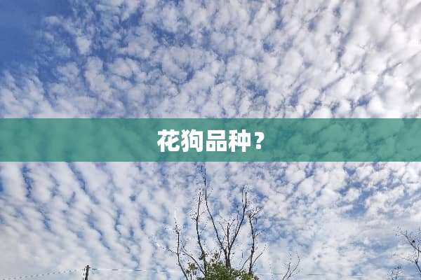 花狗品种？
