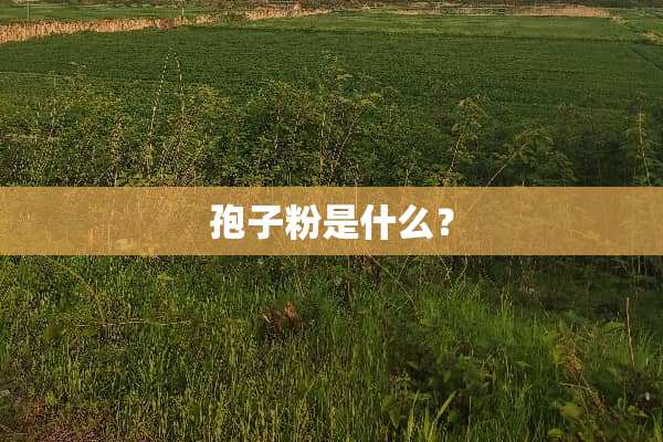 孢子粉是什么？