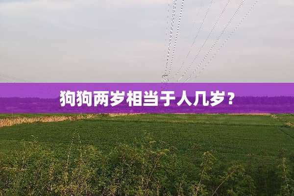 狗狗两岁相当于人几岁？