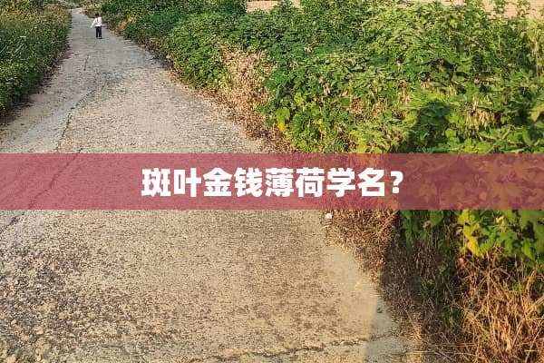 斑叶金钱薄荷学名？