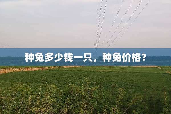 种兔多少钱一只，种兔价格？