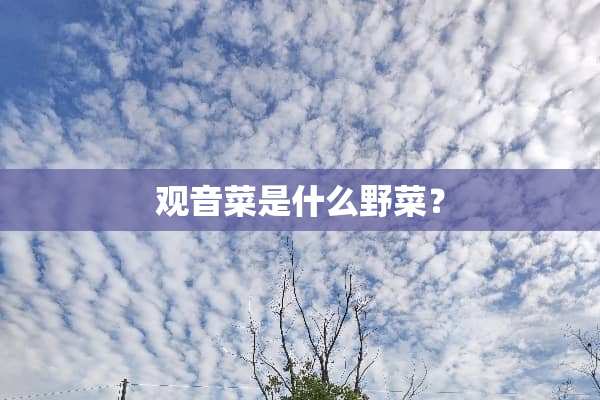 观音菜是什么野菜？