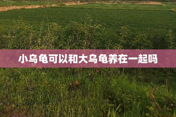 小乌龟可以和大乌龟养在一起吗