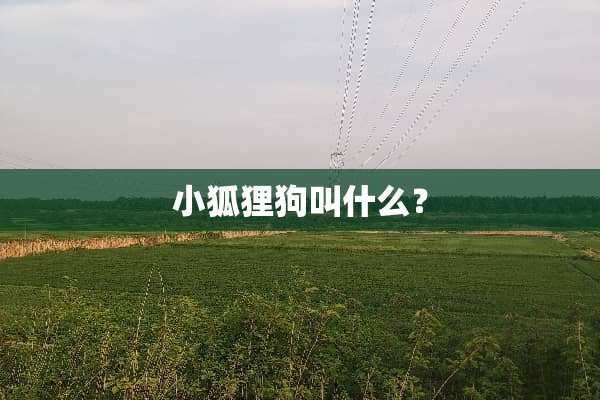 小狐狸狗叫什么？