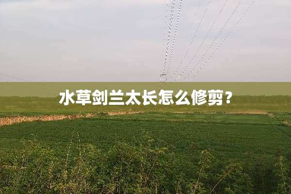 水草剑兰太长怎么修剪？