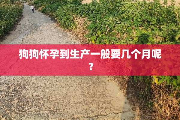 狗狗怀孕到生产一般要几个月呢？