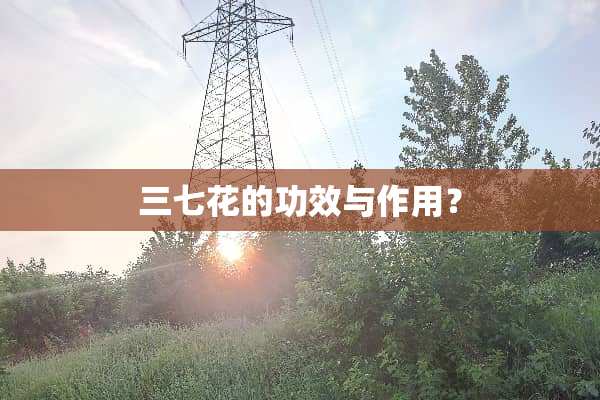 三七花的功效与作用？