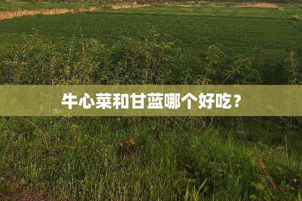 牛心菜和甘蓝哪个好吃？