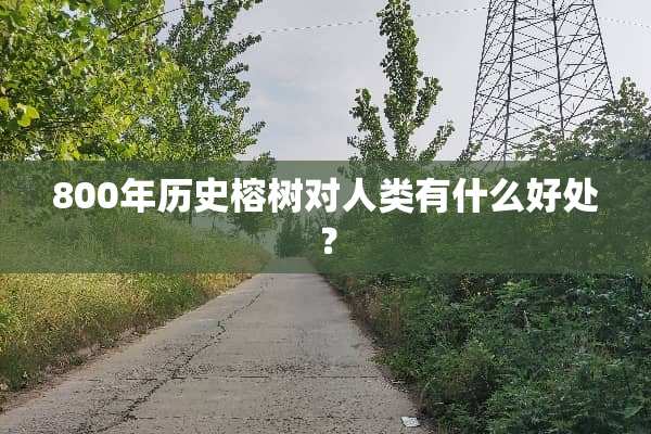800年历史榕树对人类有什么好处？