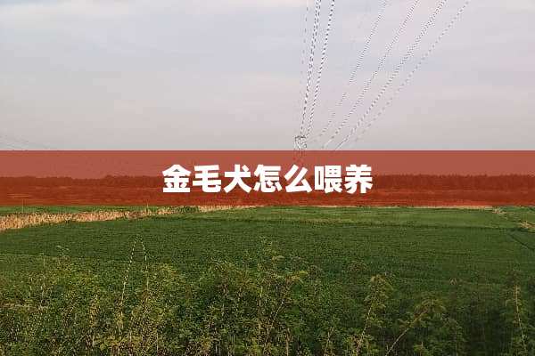 金毛犬怎么喂养
