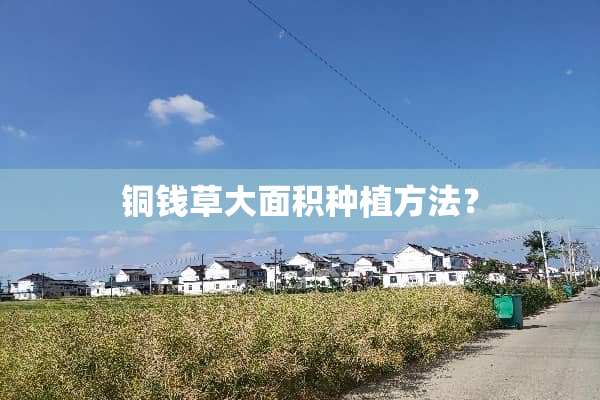 铜钱草大面积种植方法？