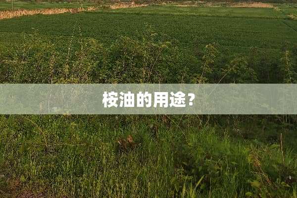 桉油的用途？
